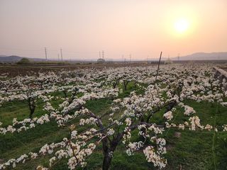 배꽃향기님의 모임 반장님 칭찬해요 · 참여글 작성글 사진