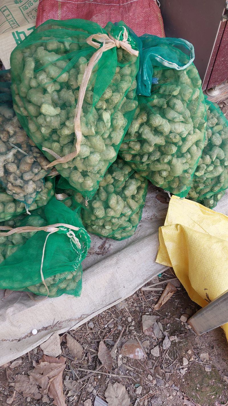 손경식드림농장님의 장터 판매 상품 [씨생강팔아요30키로정도. 완 료] 첨부 사진