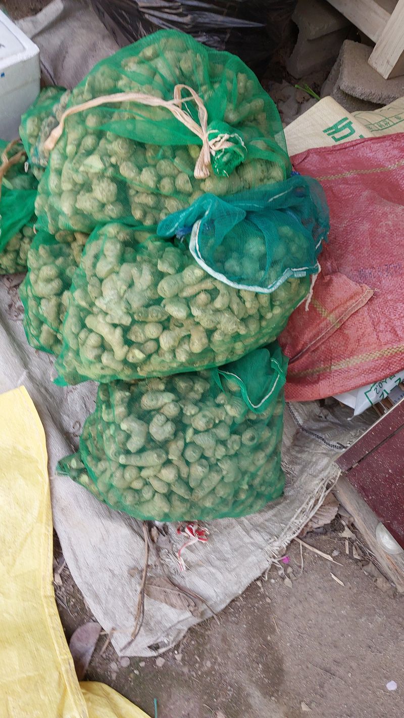 손경식드림농장님의 장터 판매 상품 [씨생강팔아요30키로정도. 완 료] 첨부 사진