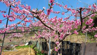 박우식님의 복숭아 · 영농일지 작성글 사진