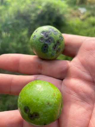 유랑생활님의 자두 · 병해충상담 작성글 사진