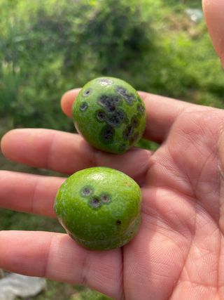 유랑생활님의 자두 · 병해충상담 작성글 사진