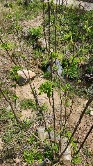 모실표고님의 농사, 무엇이든 물어보세요! · 참여글 작성글 사진
