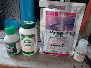 노영성님의 두릅 · 영농일지 작성글 사진