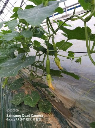 알 수 없음님의 호박 · 자유게시판 작성글 사진