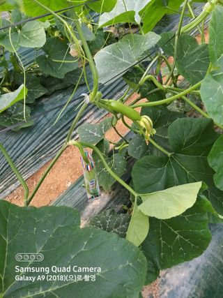 알 수 없음님의 호박 · 자유게시판 작성글 사진