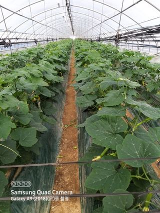 알 수 없음님의 호박 · 자유게시판 작성글 사진