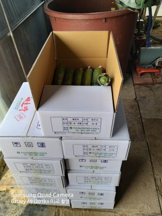 알 수 없음님의 호박 · 자유게시판 작성글 사진