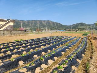김영철님의 감자 · 영농일지 작성글 사진