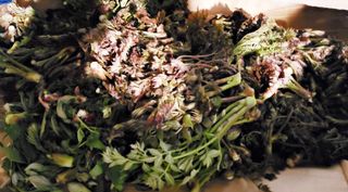 ogapiall님의 두릅 · 영농일지 작성글 사진