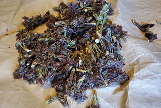 ogapiall님의 두릅 · 영농일지 작성글 사진