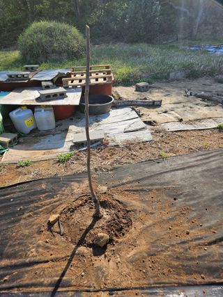 반도님의 기타작물 · 영농일지 작성글 사진