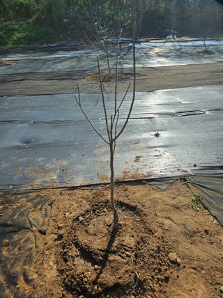 반도님의 기타작물 · 영농일지 작성글 사진
