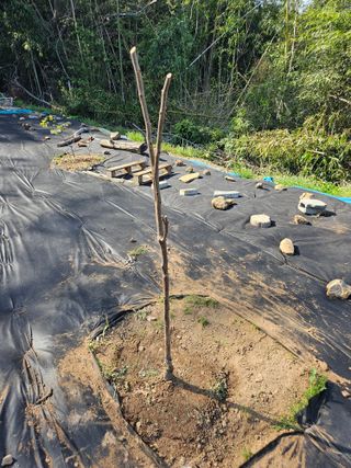 반도님의 기타작물 · 영농일지 작성글 사진