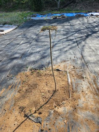 반도님의 기타작물 · 영농일지 작성글 사진