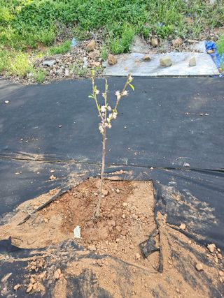 반도님의 기타작물 · 영농일지 작성글 사진