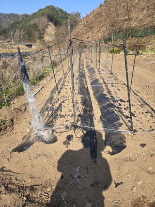 홍천 손춘목 님의 기타작물 · 영농일지 작성글 사진