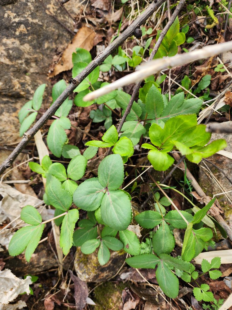 장터 상품 [야생화또는 약초모종 ] 썸네일