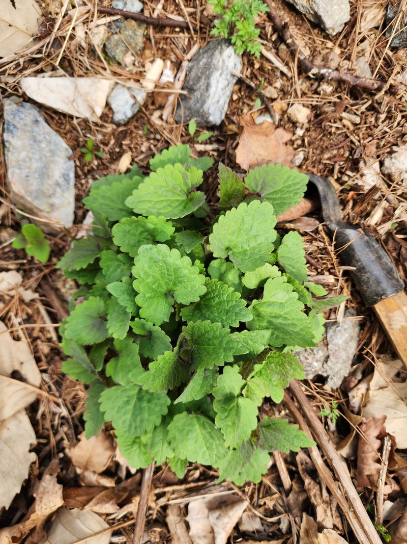 딸기2361님의 장터 판매 상품 [야생화또는 약초모종 ] 첨부 사진