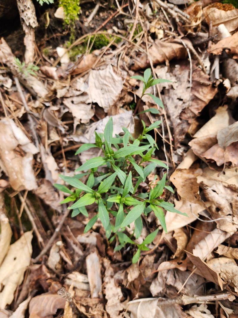 딸기2361님의 장터 판매 상품 [야생화또는 약초모종 ] 첨부 사진