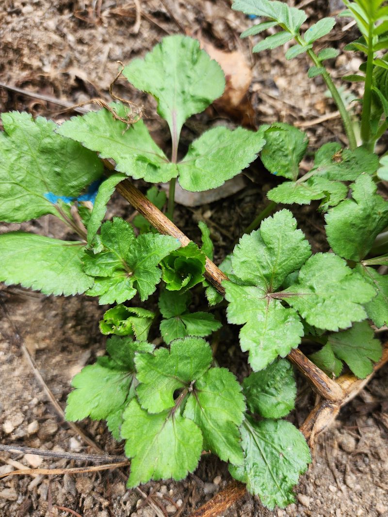 딸기2361님의 장터 판매 상품 [야생화또는 약초모종 ] 첨부 사진