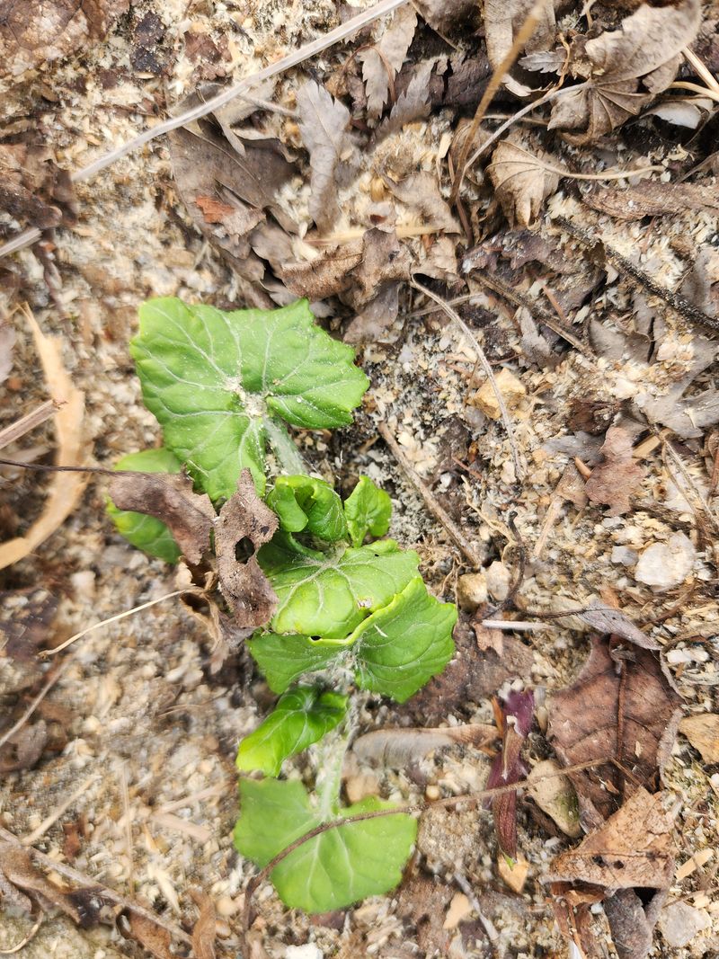 딸기2361님의 장터 판매 상품 [야생화또는 약초모종 ] 첨부 사진