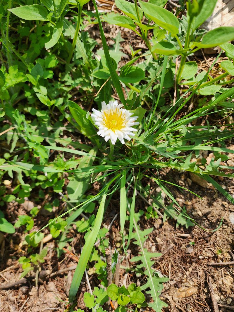 딸기2361님의 장터 판매 상품 [야생화또는 약초모종 ] 첨부 사진