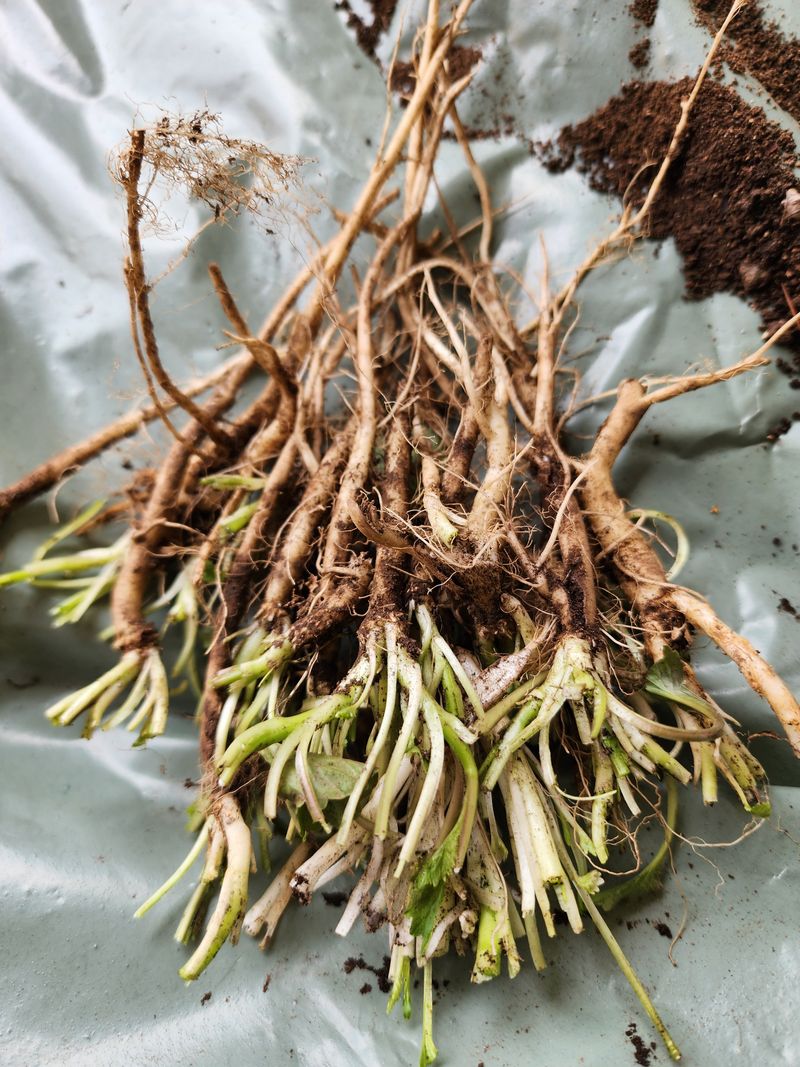 딸기2361님의 장터 판매 상품 [야생화또는 약초모종 ] 첨부 사진