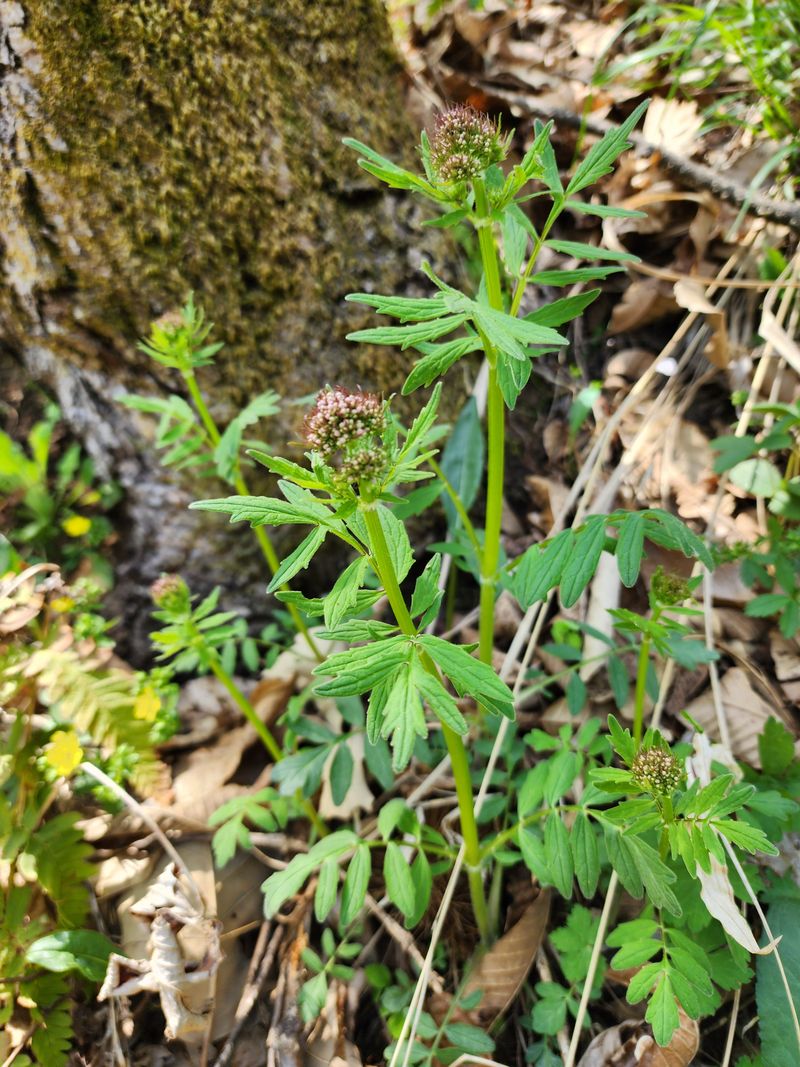 딸기2361님의 장터 판매 상품 [야생화또는 약초모종 ] 첨부 사진