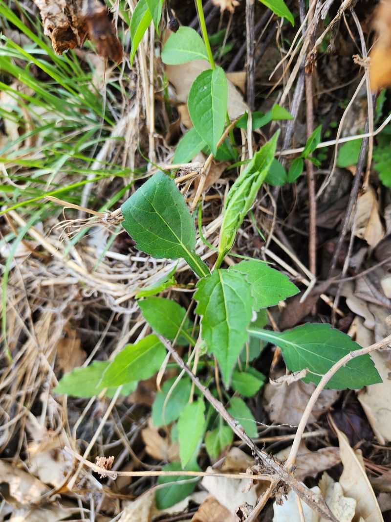 딸기2361님의 장터 판매 상품 [야생화또는 약초모종 ] 첨부 사진