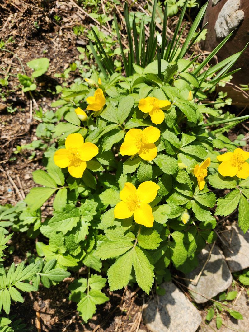 딸기2361님의 장터 판매 상품 [야생화또는 약초모종 ] 첨부 사진