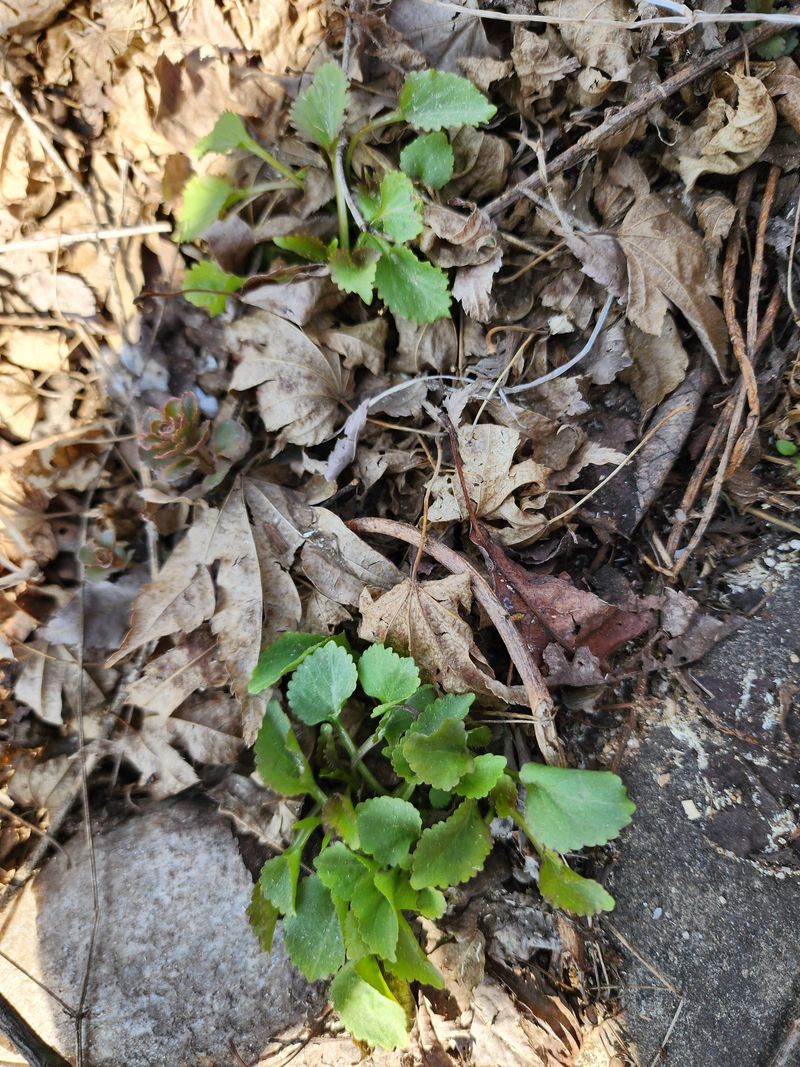 딸기2361님의 장터 판매 상품 [야생화또는 약초모종 ] 첨부 사진