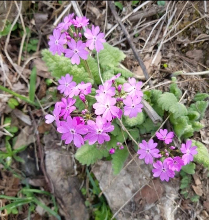 딸기2361님의 장터 판매 상품 [야생화또는 약초모종 ] 첨부 사진