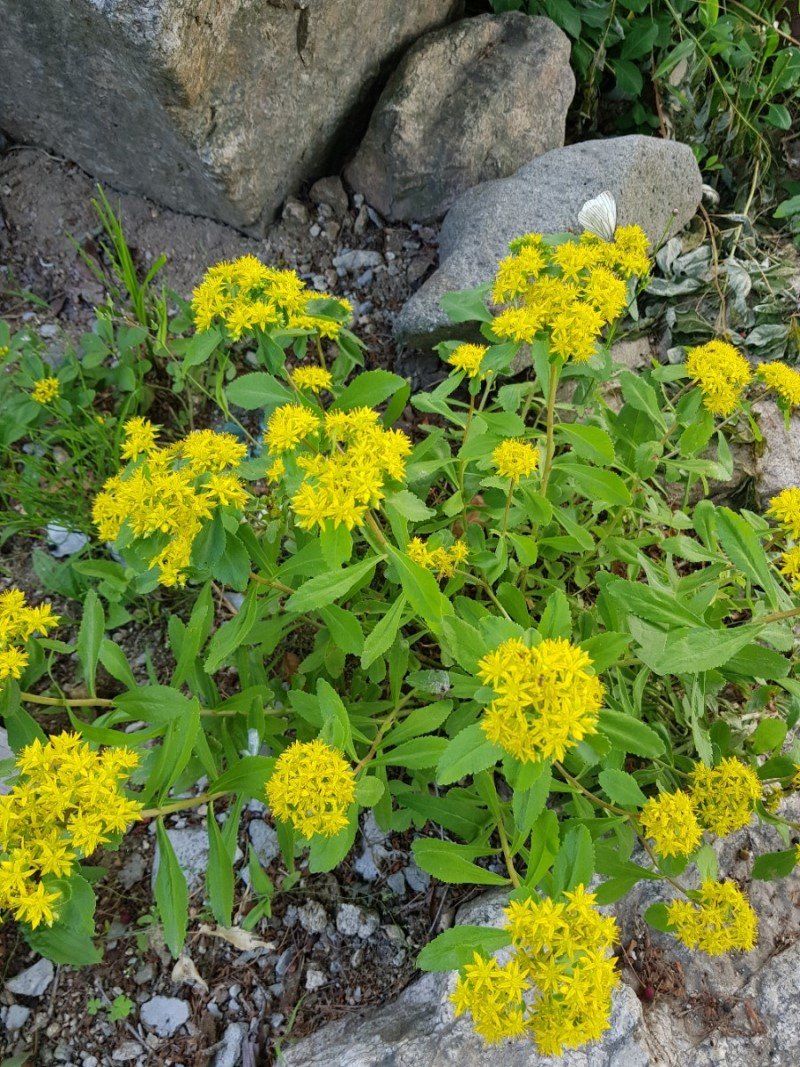 딸기2361님의 장터 판매 상품 [야생화또는 약초모종 ] 첨부 사진