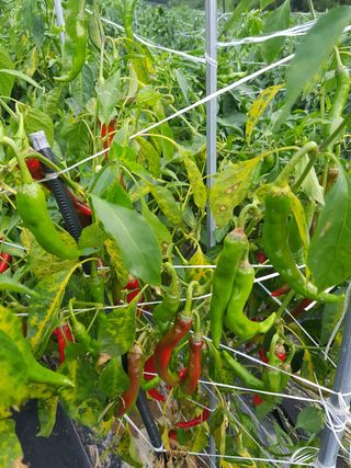 ...님의 고추 · 병해충상담 작성글 사진