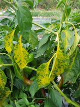 팜모닝 고추·병해충상담 게시글 이미지