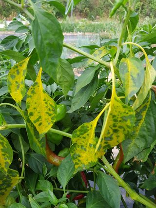 ...님의 고추 · 병해충상담 작성글 사진