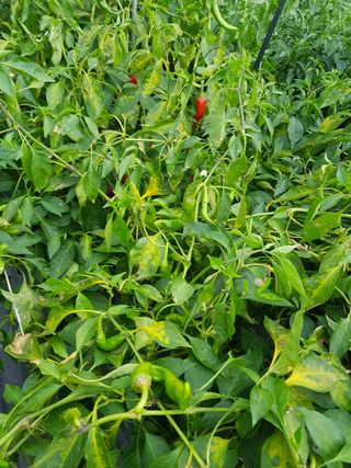 ...님의 고추 · 병해충상담 작성글 사진