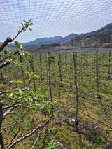 팜모닝 사과·영농일지 게시글 이미지