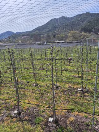 사과와곶감님의 사과 · 영농일지 작성글 사진
