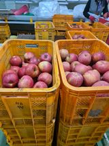 팜모닝 자유주제·자유게시판 게시글 이미지