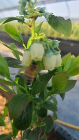 팜모닝 블루베리·영농일지 게시글 이미지