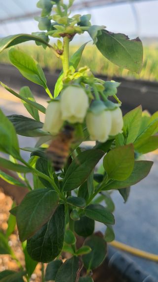 김동만님의 블루베리 · 영농일지 작성글 사진