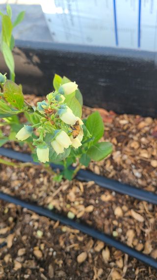 김동만님의 블루베리 · 영농일지 작성글 사진