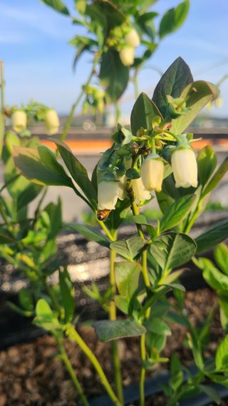 김동만님의 블루베리 · 영농일지 작성글 사진