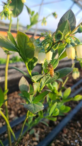 김동만님의 블루베리 · 영농일지 작성글 사진