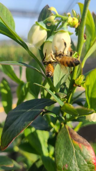 김동만님의 블루베리 · 영농일지 작성글 사진