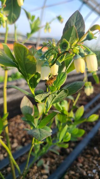 김동만님의 블루베리 · 영농일지 작성글 사진