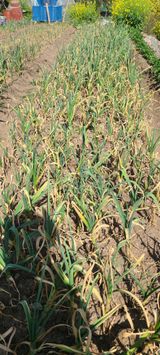 팜모닝 마늘·병해충상담 게시글 이미지