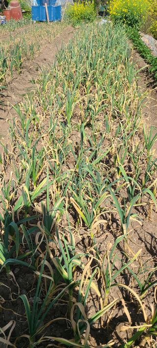 셋손주할매님의 마늘 · 병해충상담 작성글 사진